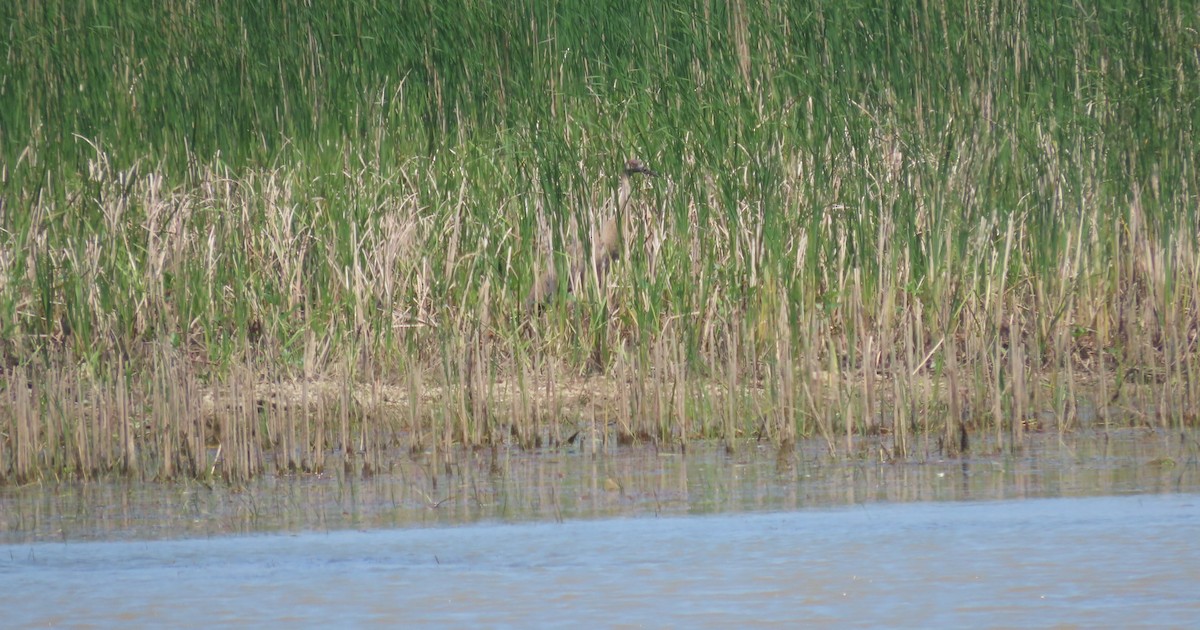 Sandhill Crane - ML619159336