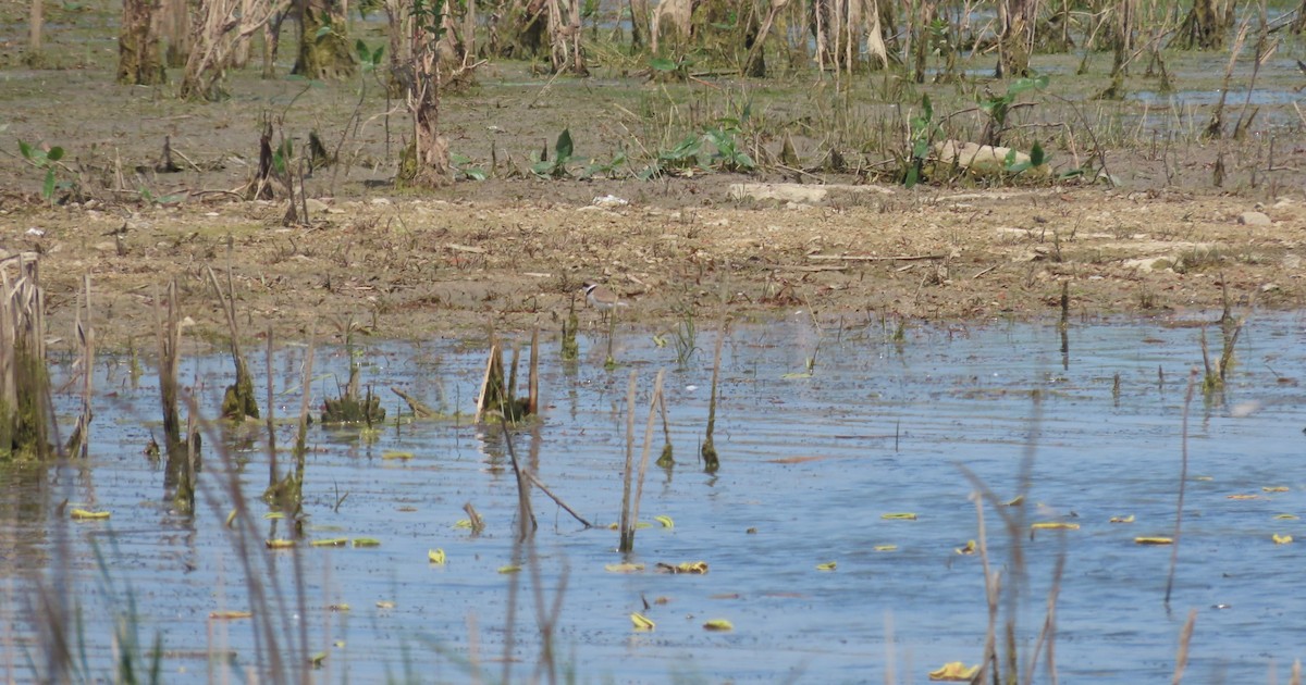 Semipalmated Plover - ML619159356