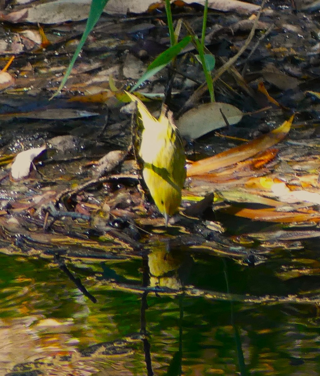 Yellow Warbler - Guadalupe Esquivel Uribe