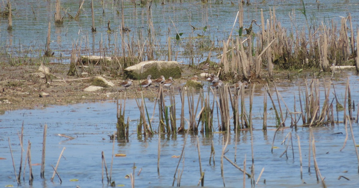 Dunlin - ML619159362