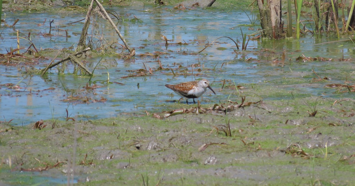 Dunlin - Kelly Coles