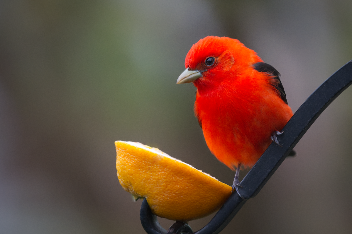 Scarlet Tanager - ML619159374