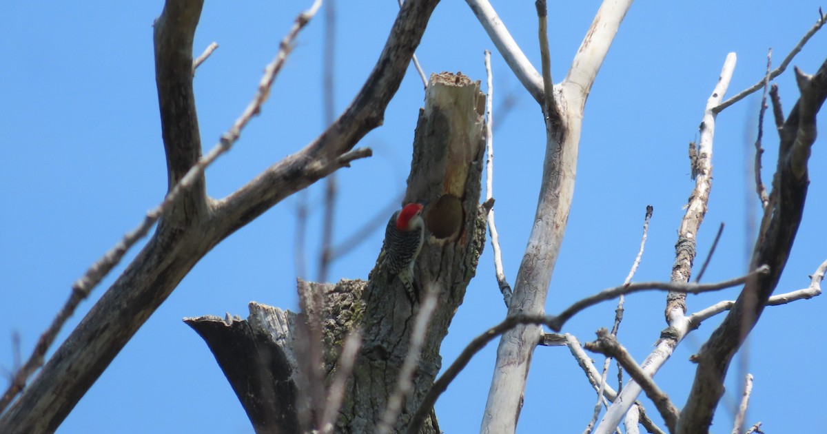 Red-bellied Woodpecker - Kelly Coles