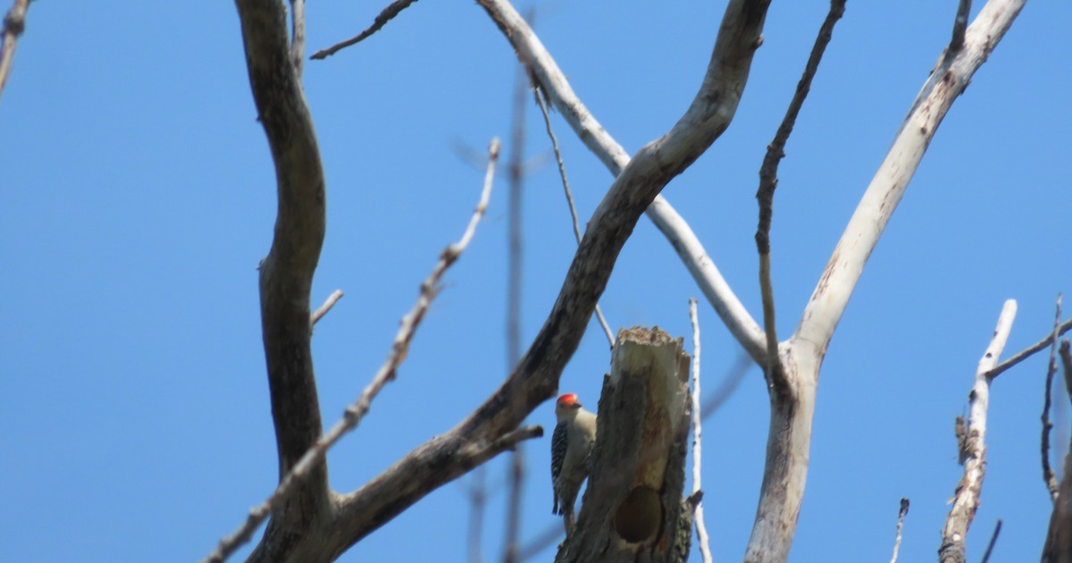 Red-bellied Woodpecker - Kelly Coles