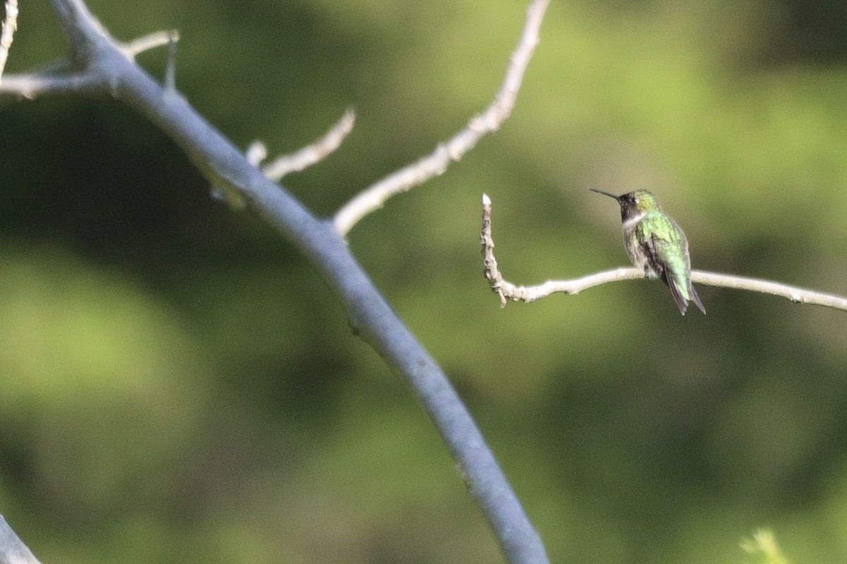 Ruby-throated Hummingbird - Jason Milson