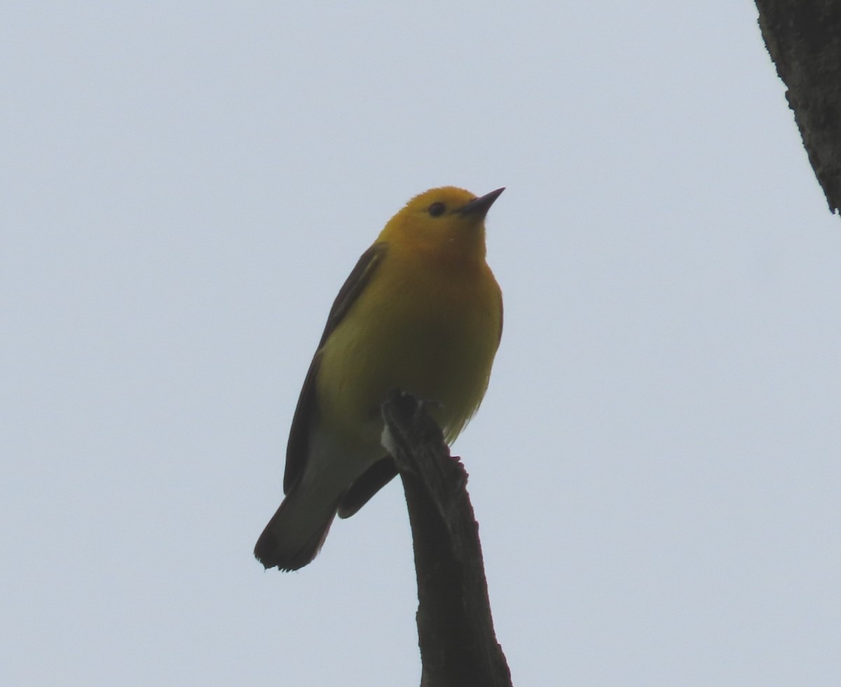 Prothonotary Warbler - Bennie Saylor
