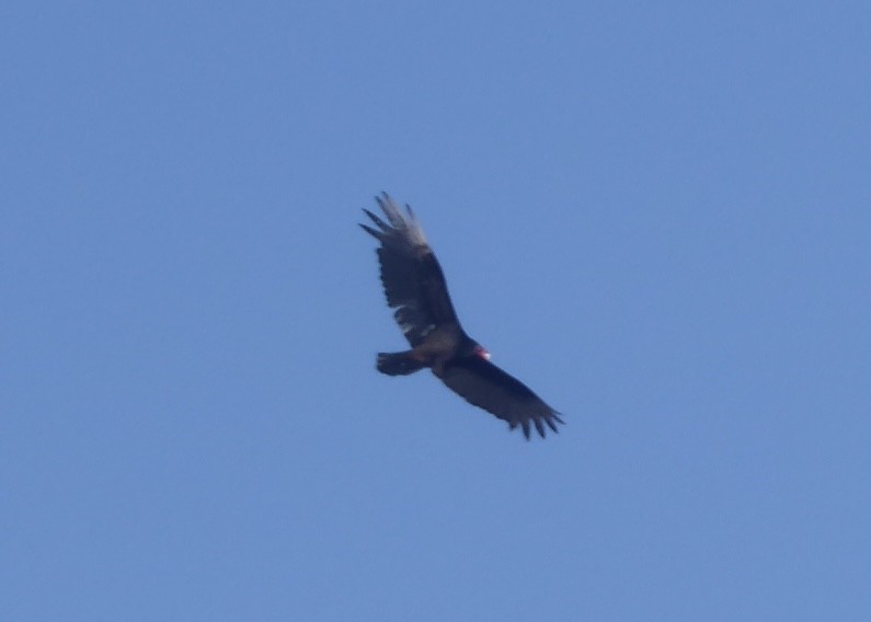 Turkey Vulture - ML619159416