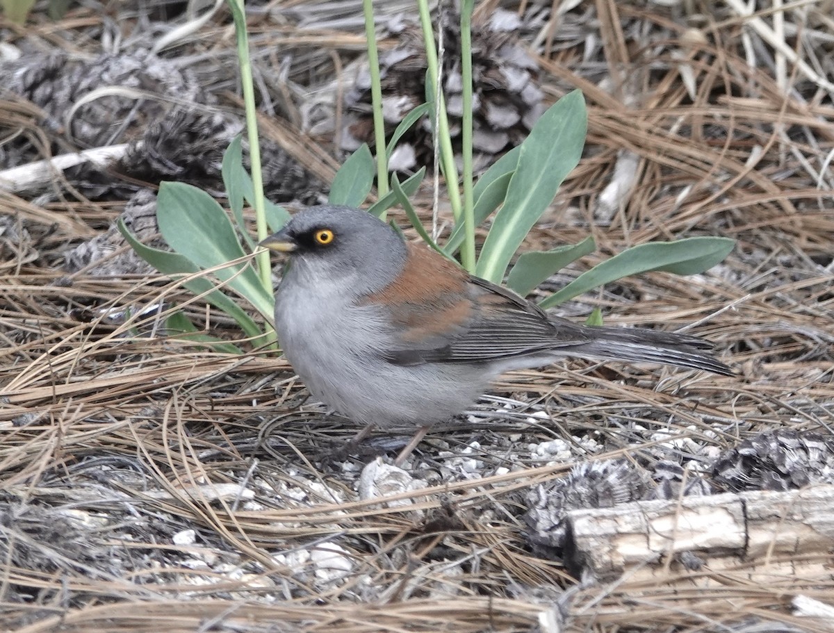 Yellow-eyed Junco - Frances Clapp