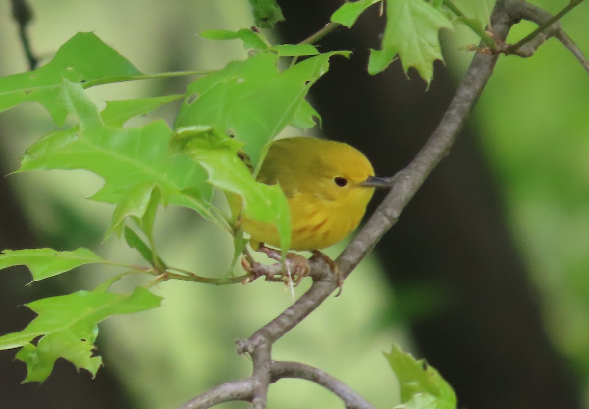 Yellow Warbler - Bennie Saylor