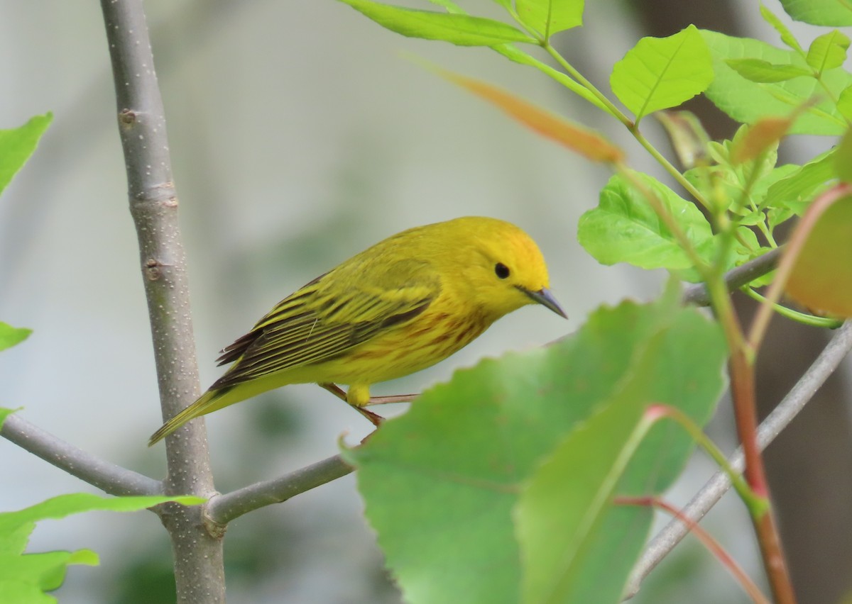 Yellow Warbler - Bennie Saylor