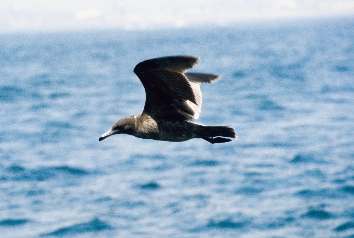 Heermann's Gull - dan davis