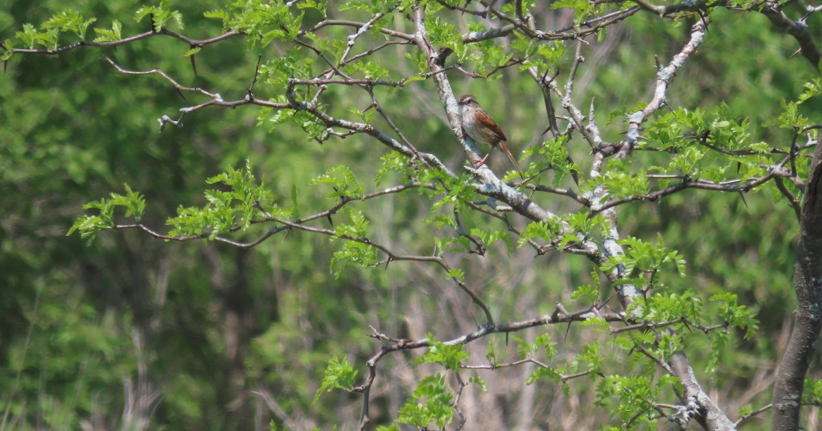 Swamp Sparrow - ML619159442