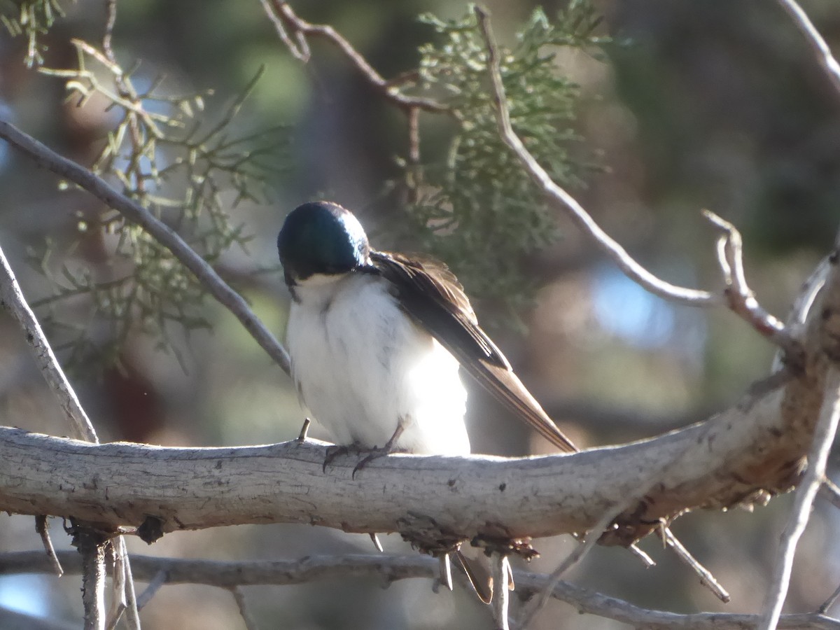 Tree Swallow - ML619159446