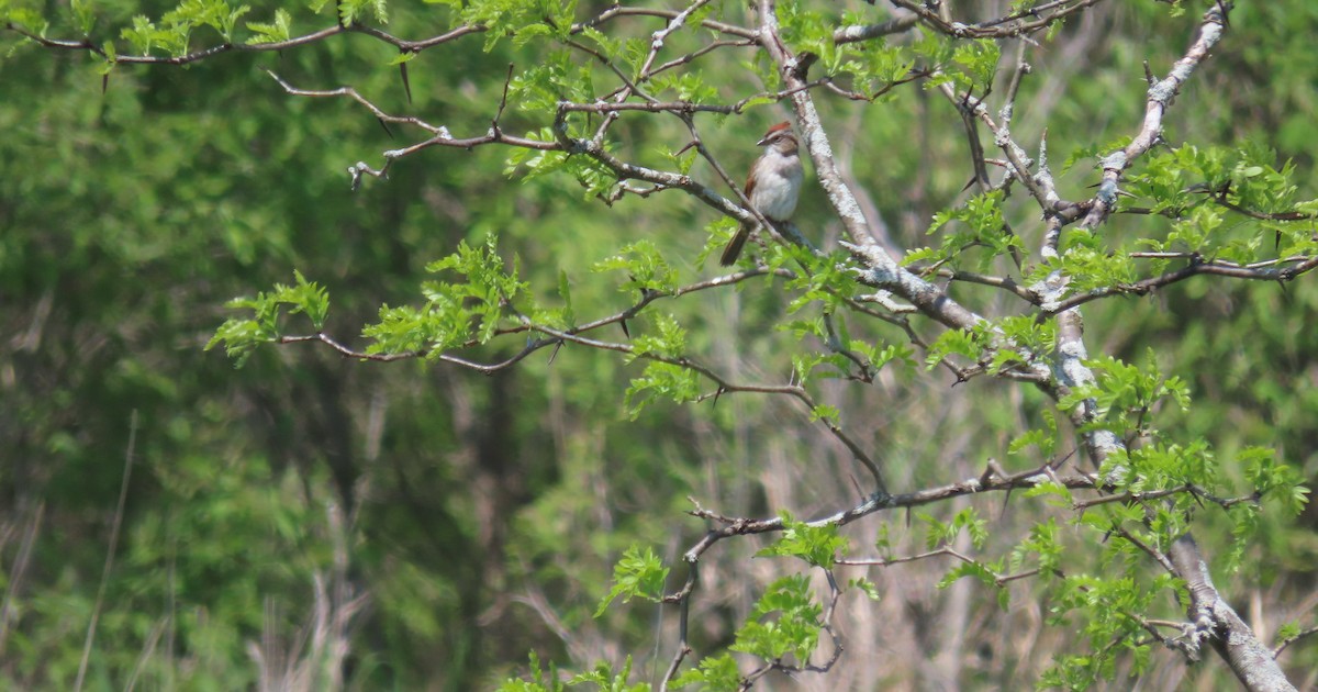 Swamp Sparrow - Kelly Coles