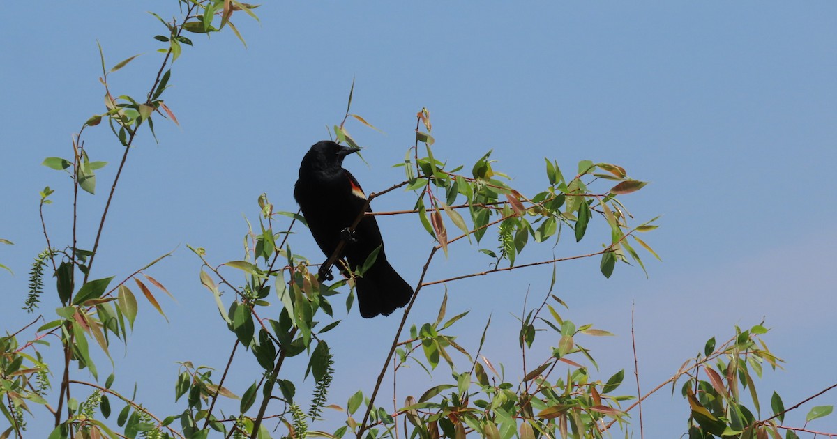 Red-winged Blackbird - ML619159463