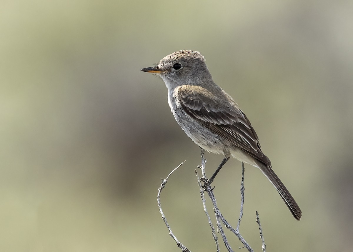 Gray Flycatcher - Bob Martinka