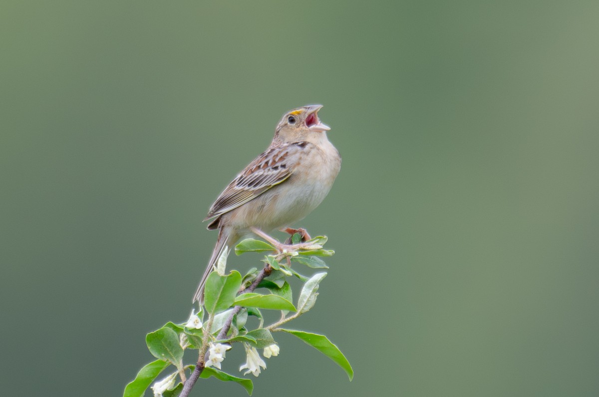 Grasshopper Sparrow - ML619159495