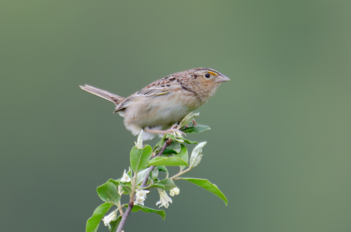 Grasshopper Sparrow - ML619159496