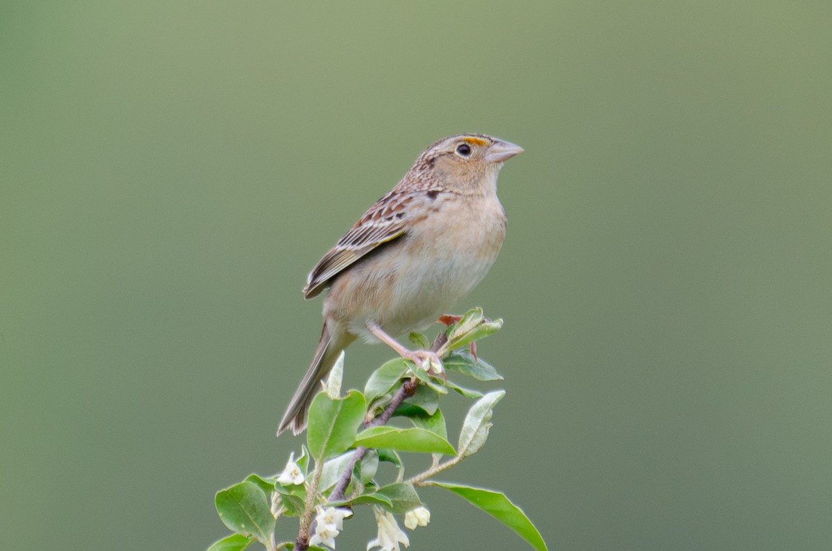 Grasshopper Sparrow - ML619159498