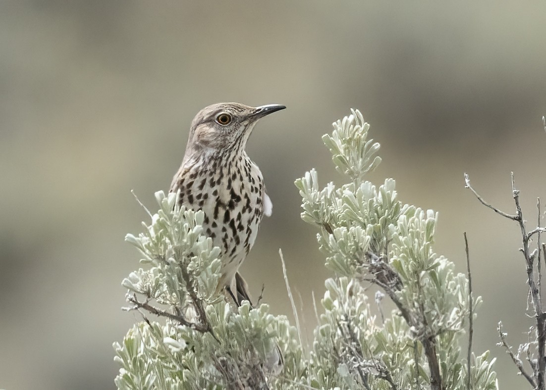 Sage Thrasher - Bob Martinka