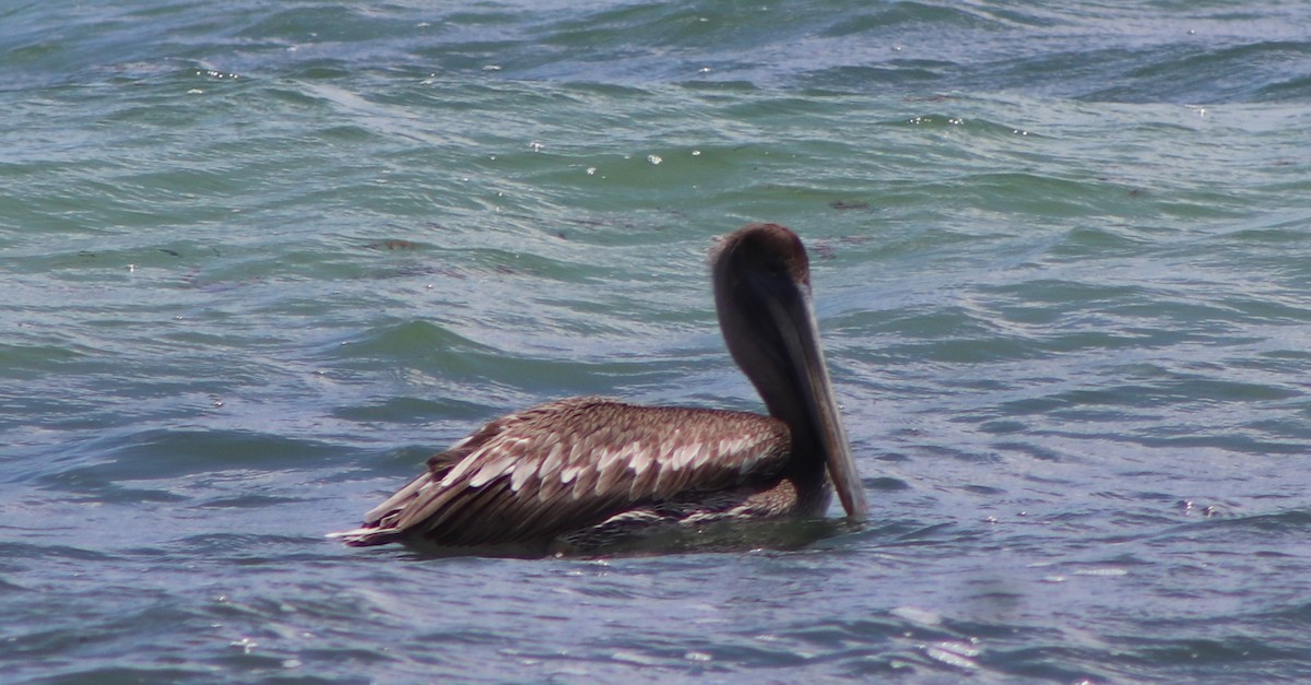 pelikán hnědý - ML619159502
