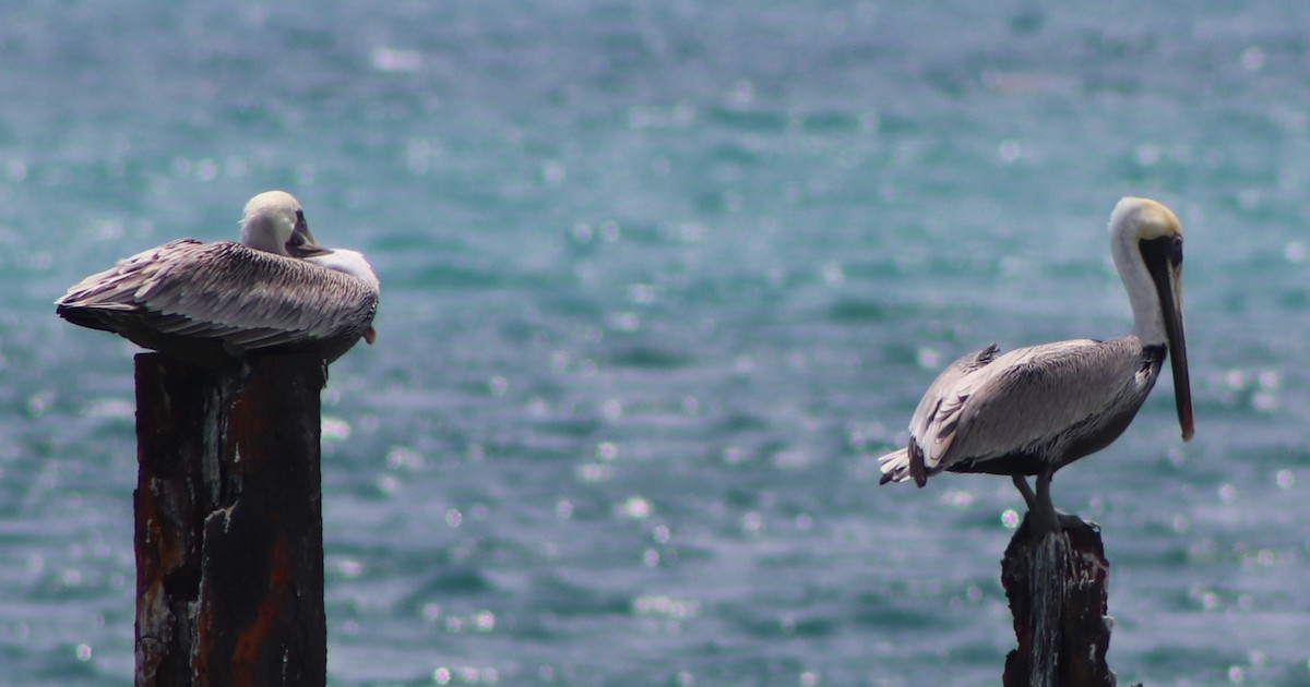 pelikán hnědý - ML619159507