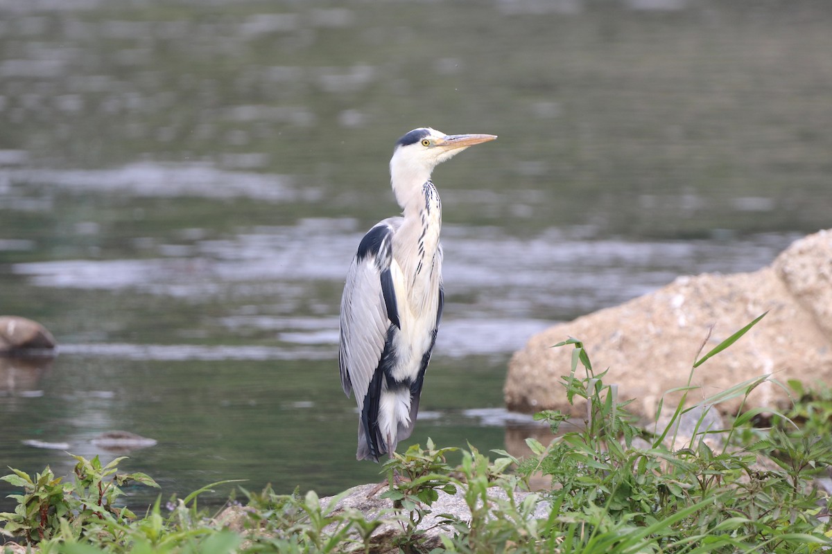 Gray Heron - Herman Viviers