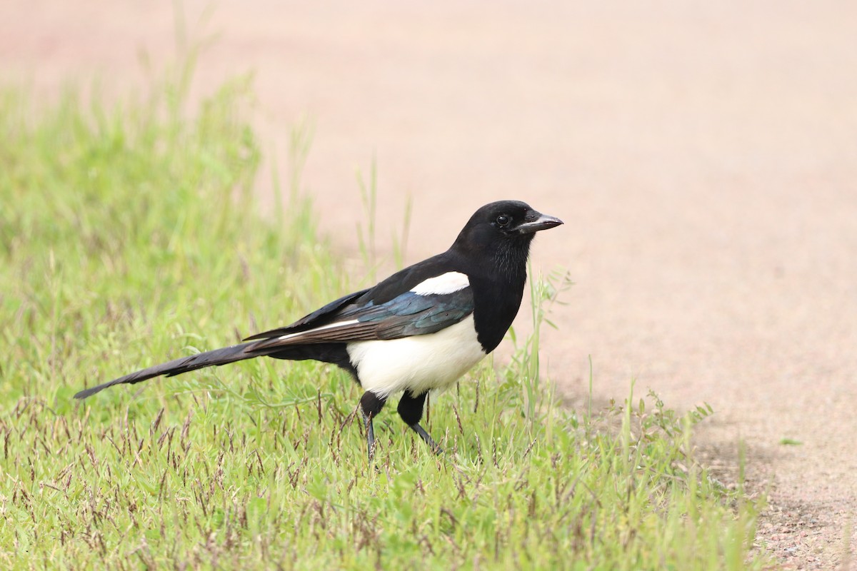 Oriental Magpie - Herman Viviers