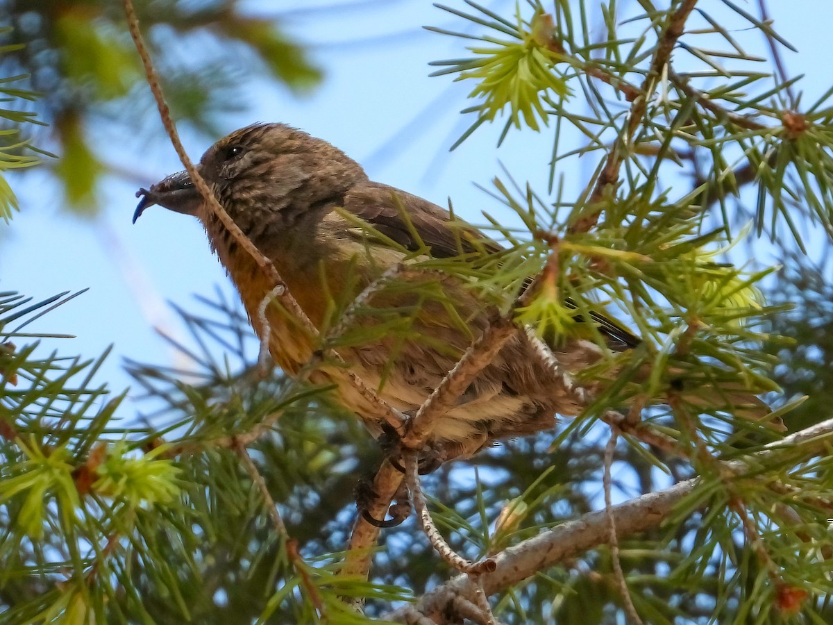Red Crossbill - Doug Smith