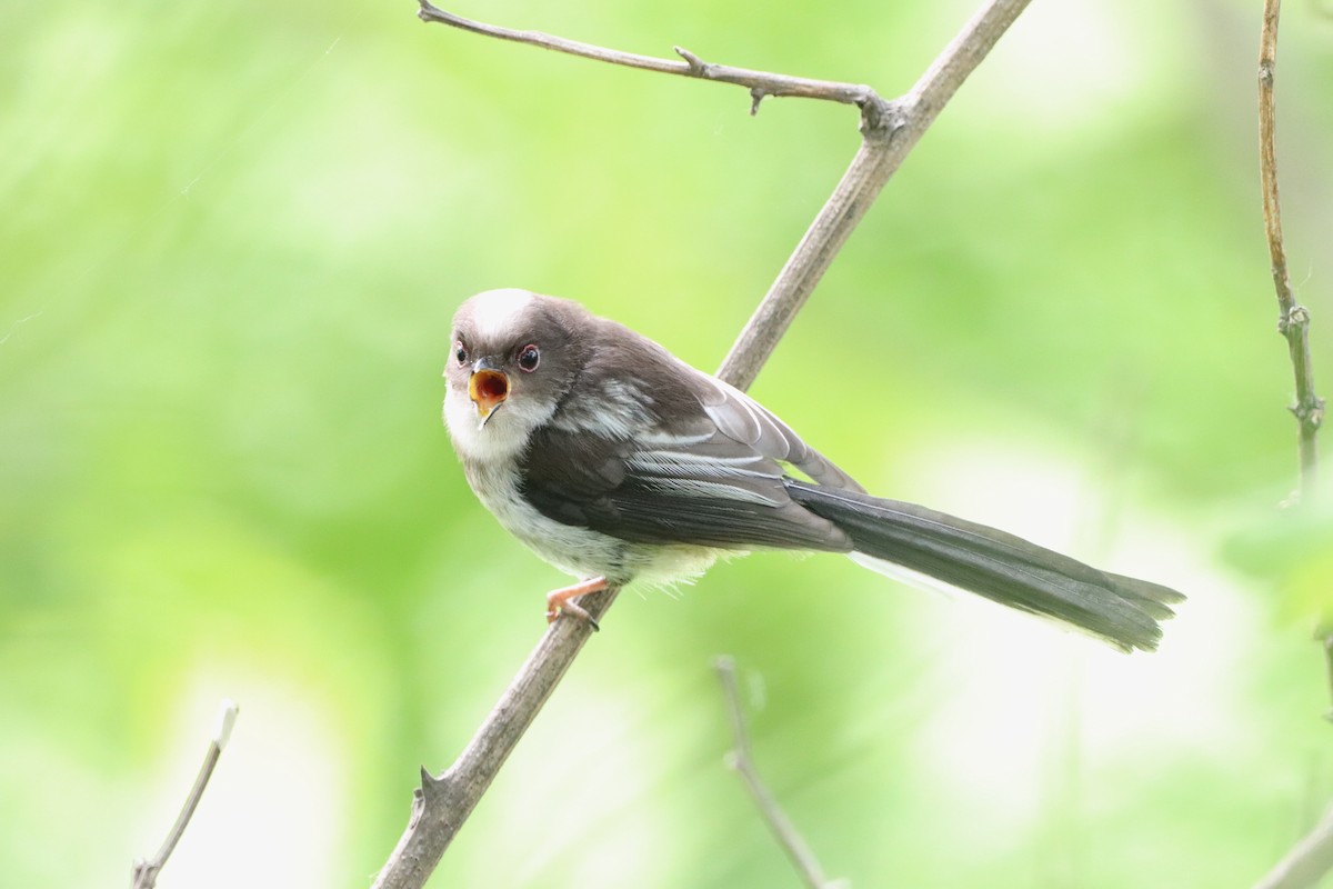 Long-tailed Tit - Herman Viviers