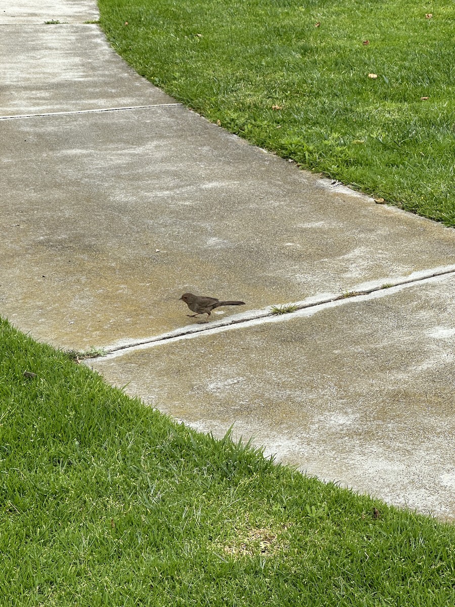 California Towhee - ML619159523