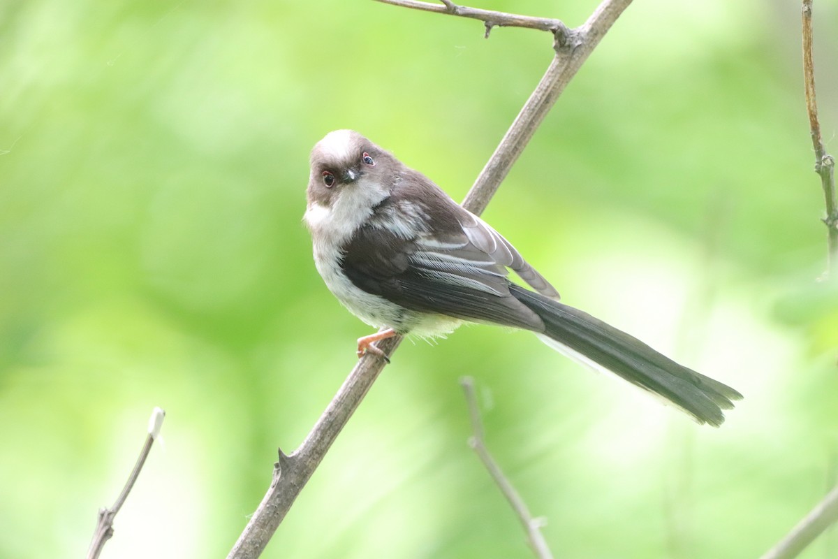 Long-tailed Tit - Herman Viviers