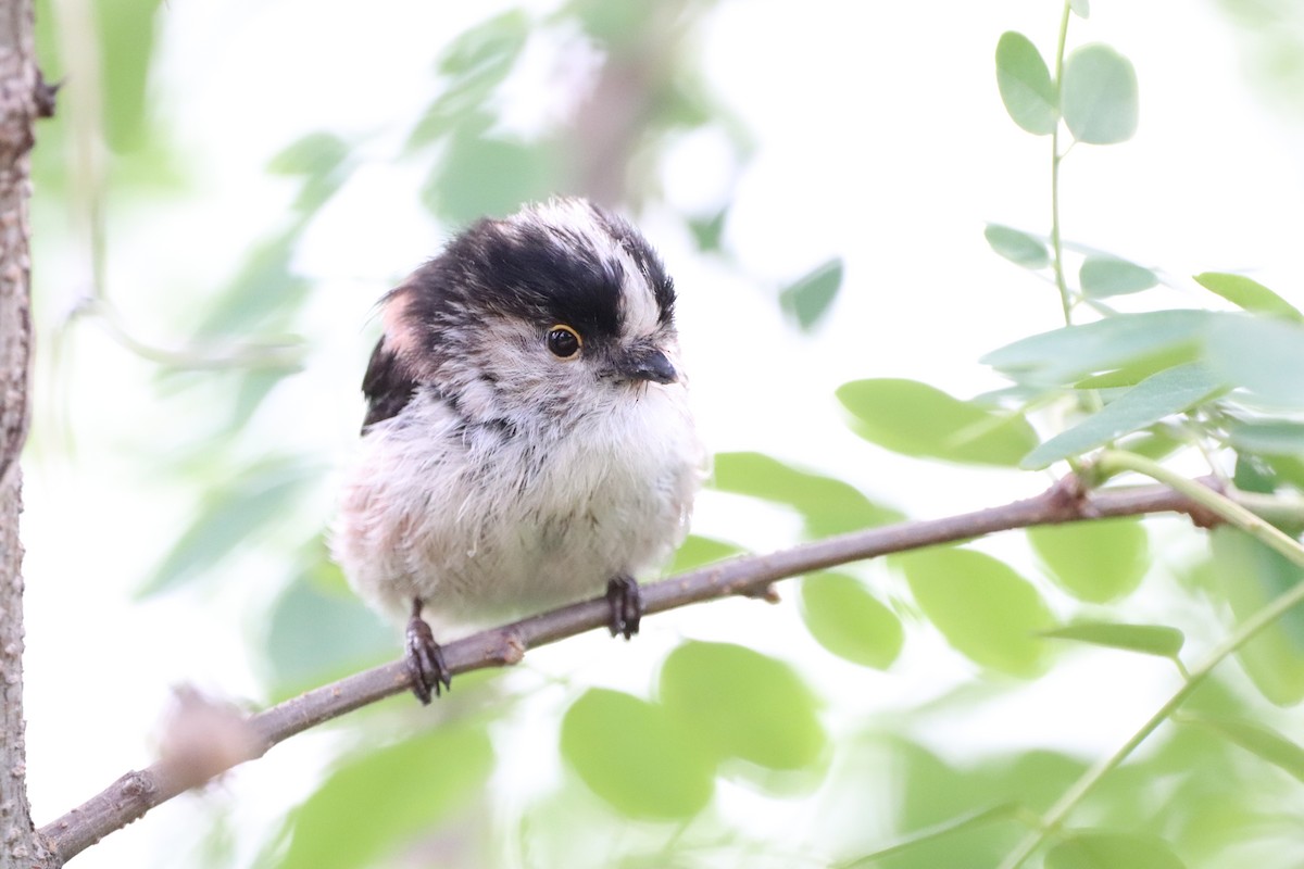 Long-tailed Tit - Herman Viviers