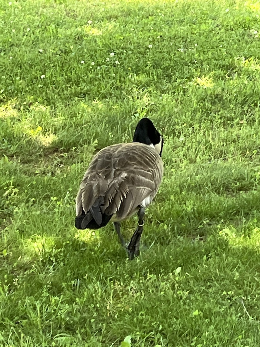 Canada Goose - JoAnn Dalley