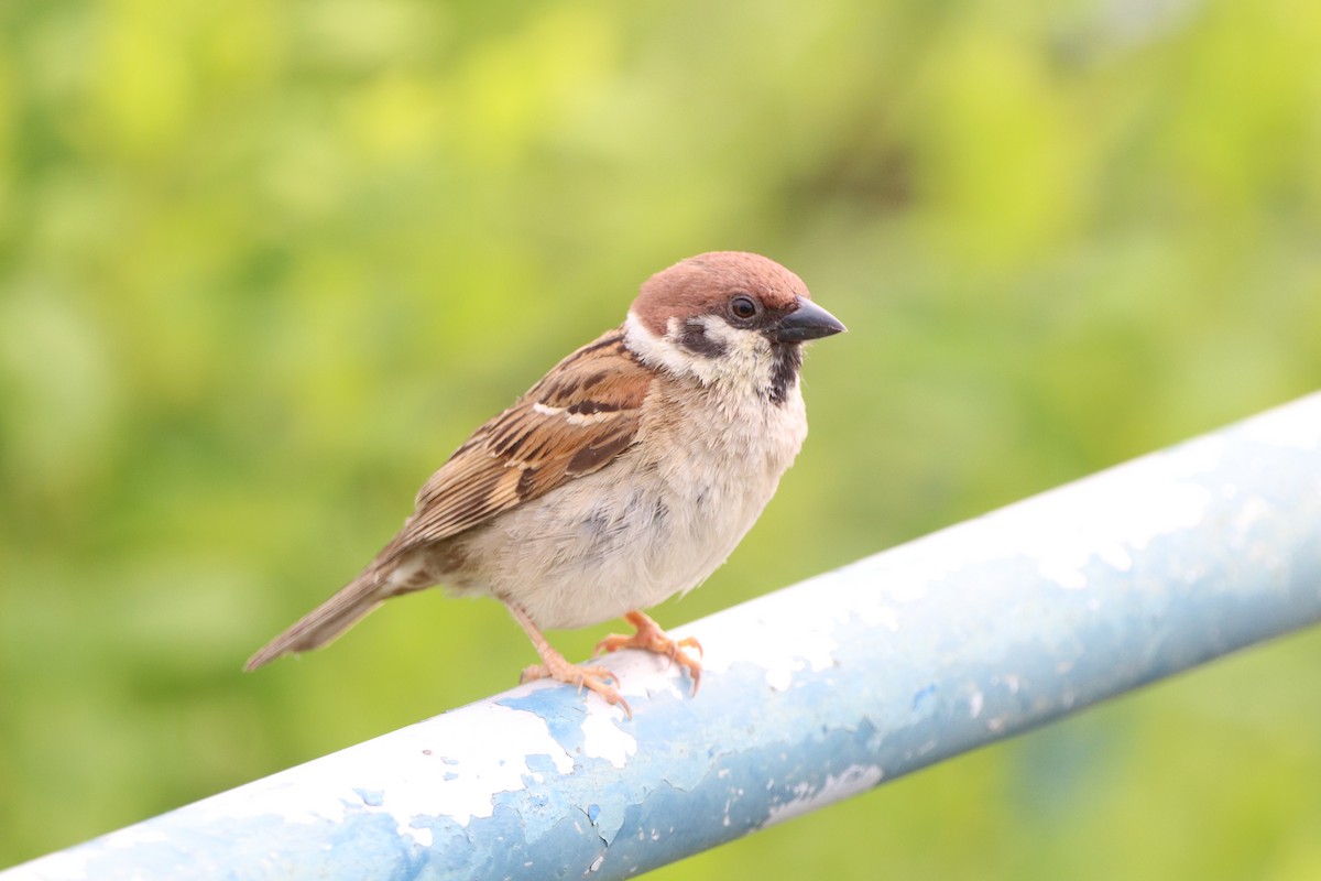 Eurasian Tree Sparrow - Herman Viviers