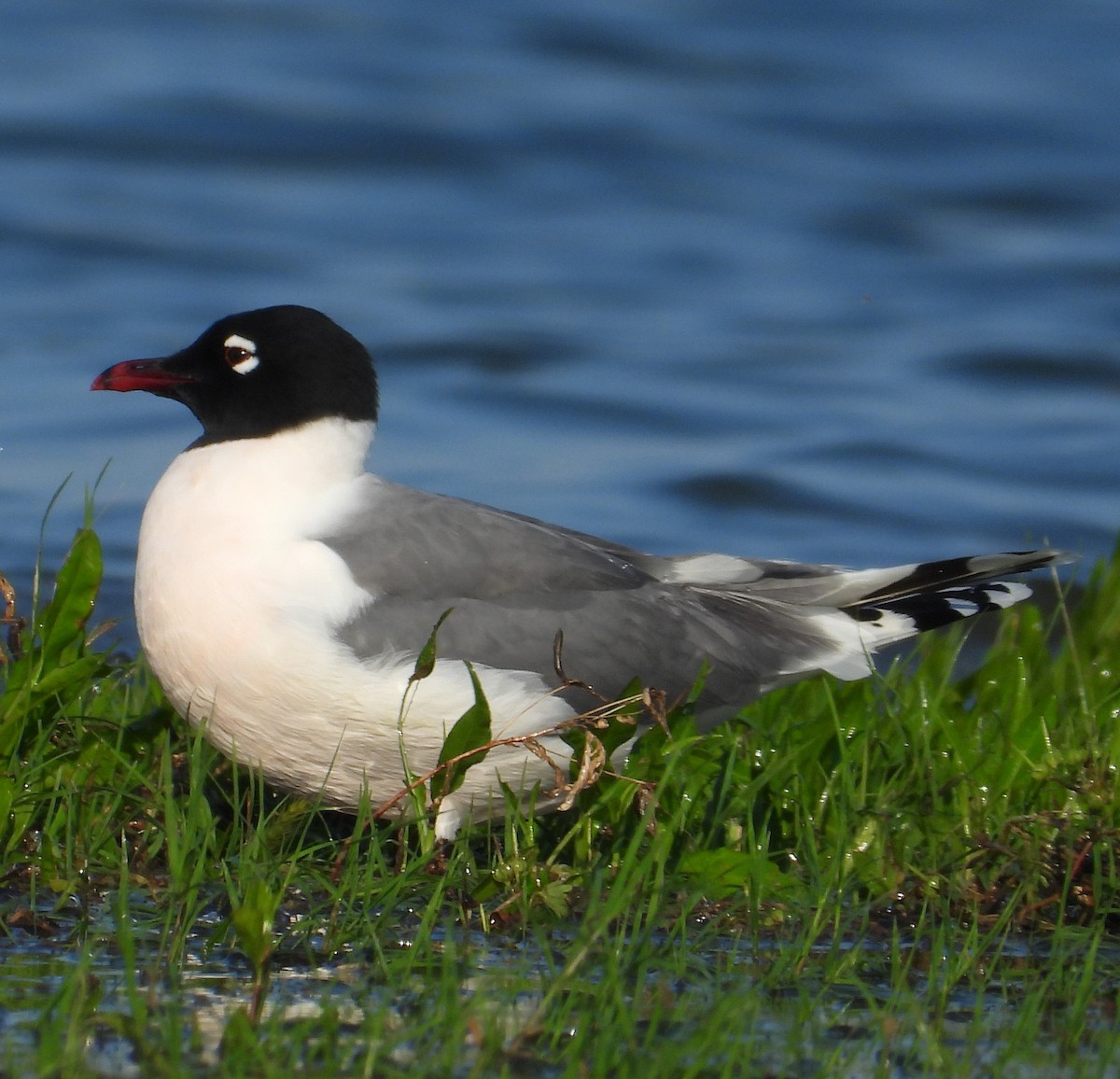 Franklin's Gull - ML619159551