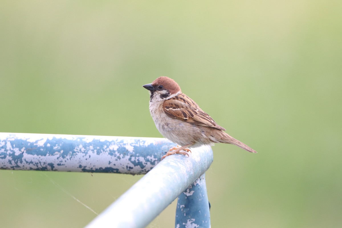 Eurasian Tree Sparrow - Herman Viviers