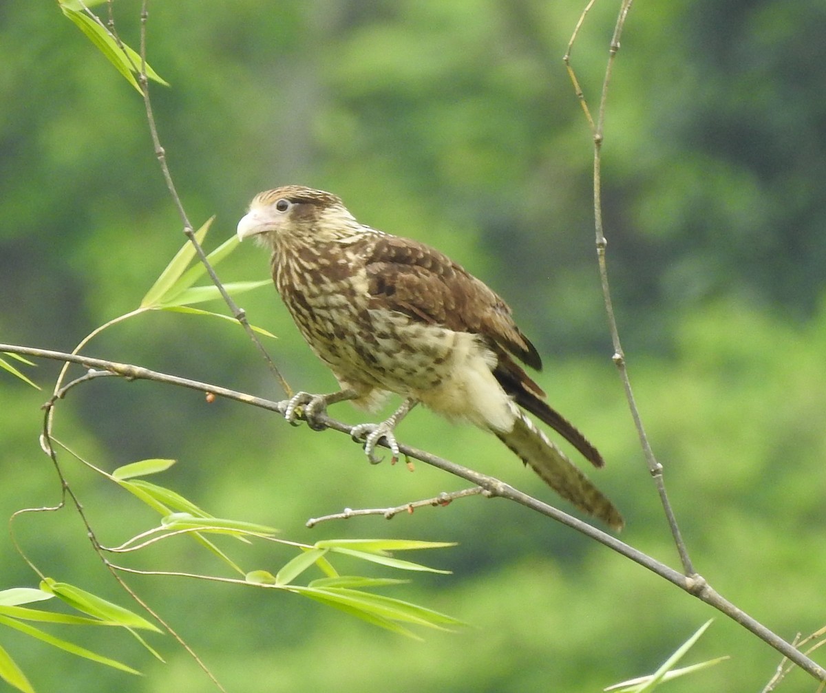 Yellow-headed Caracara - ML619159563