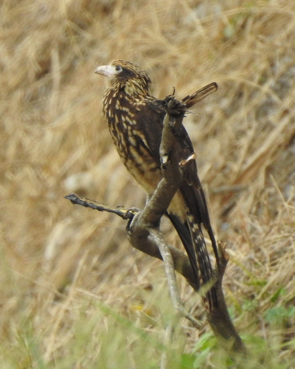 Yellow-headed Caracara - ML619159564