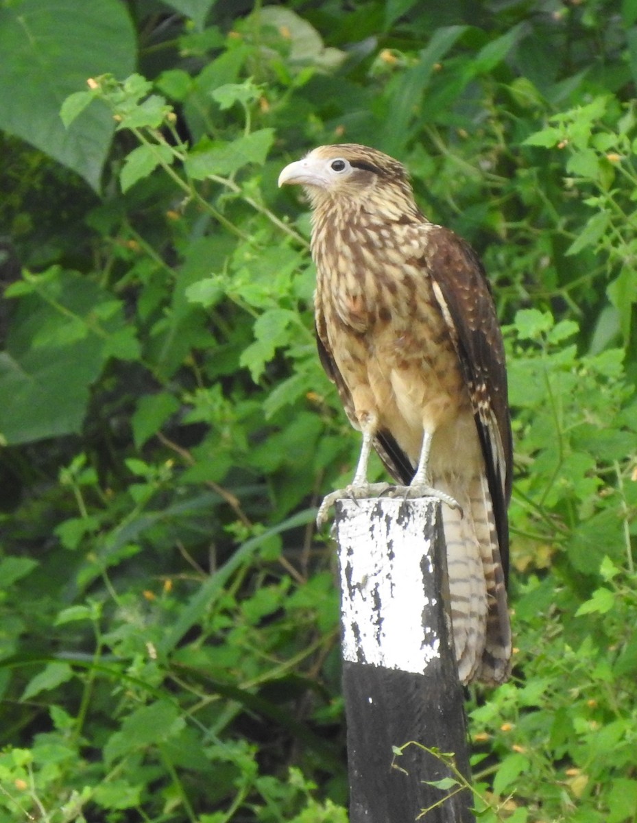 Yellow-headed Caracara - ML619159565