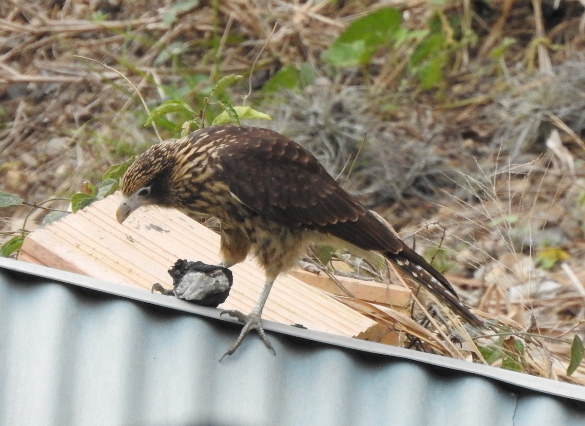 Yellow-headed Caracara - ML619159566