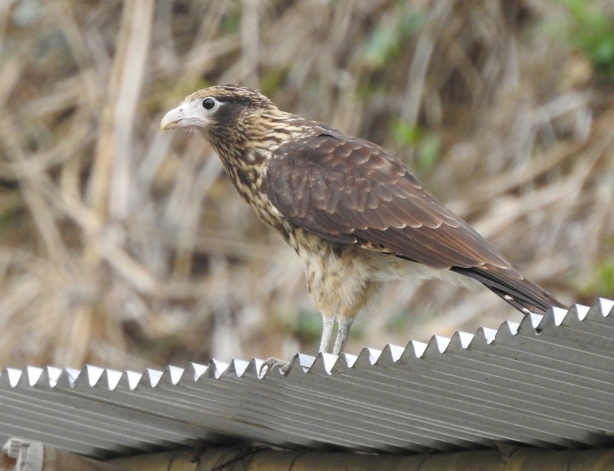 Yellow-headed Caracara - ML619159567