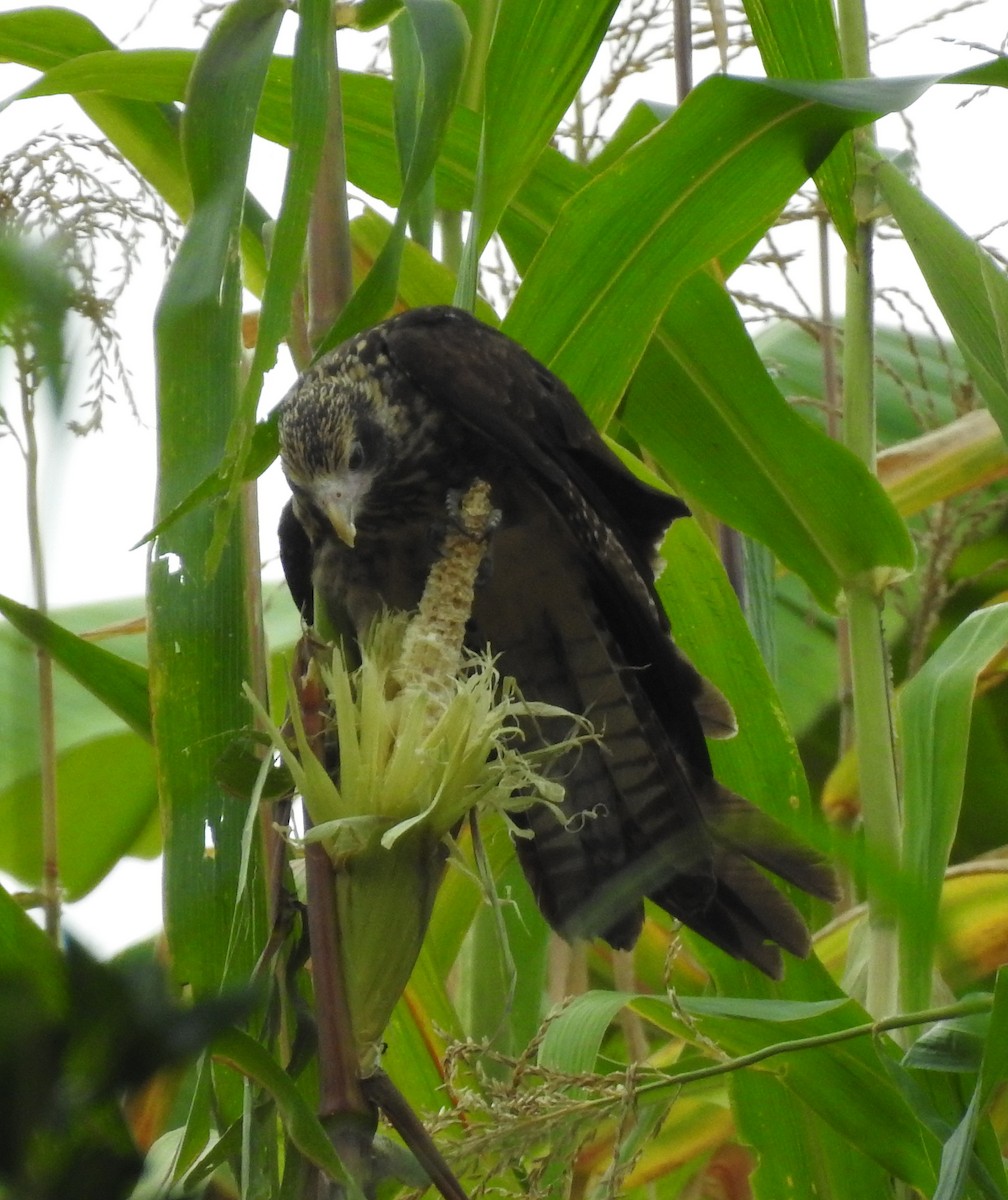 Yellow-headed Caracara - ML619159568