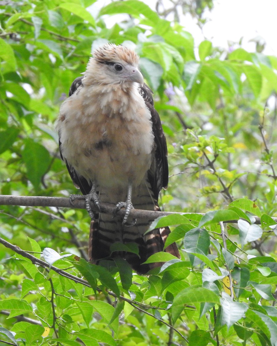 Yellow-headed Caracara - ML619159569