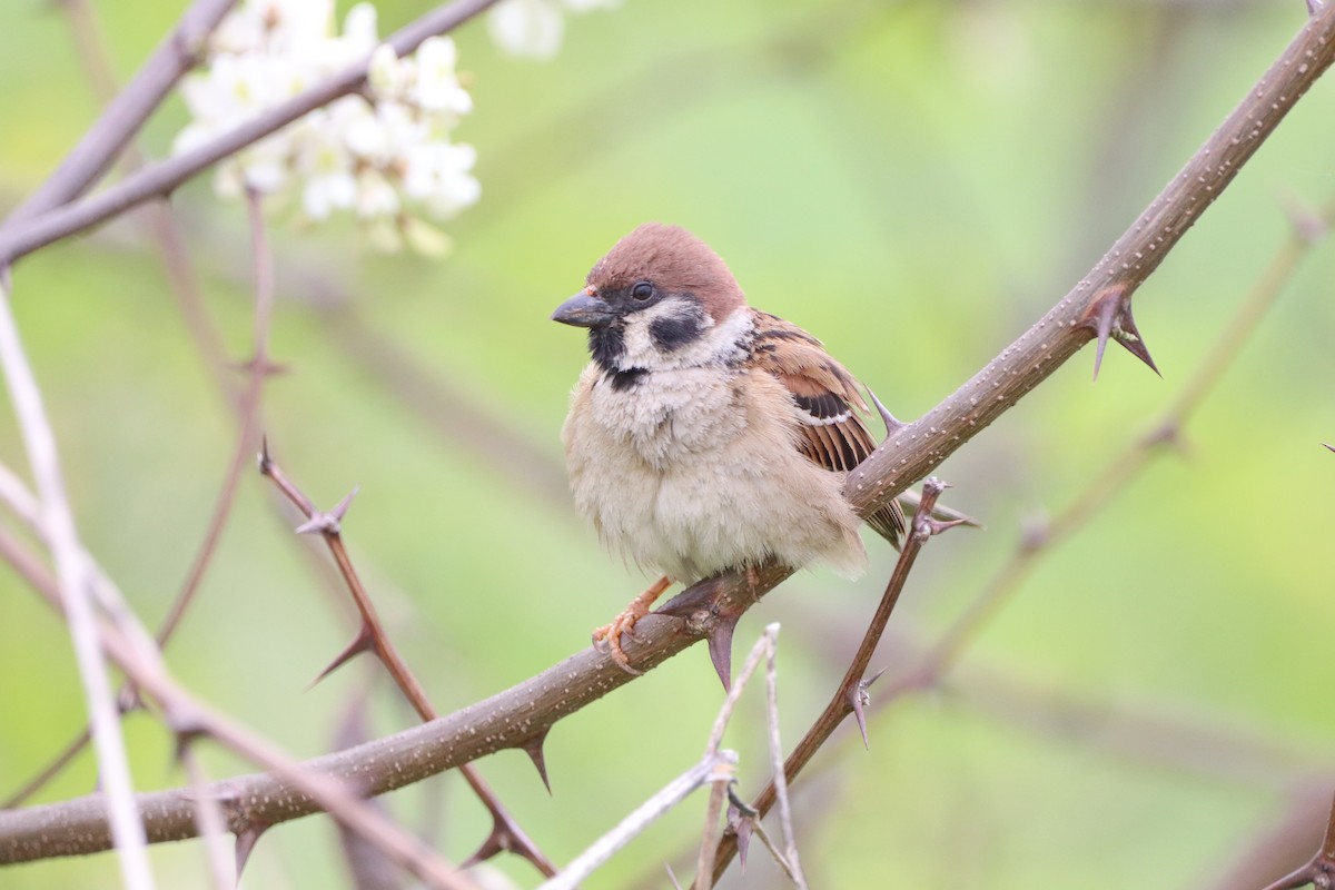 Eurasian Tree Sparrow - Herman Viviers