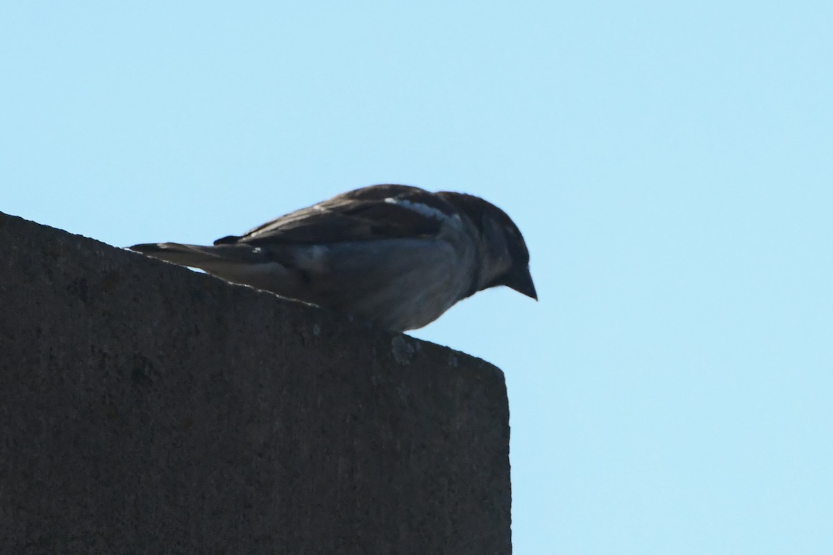 Eurasian Tree Sparrow - ML619159628