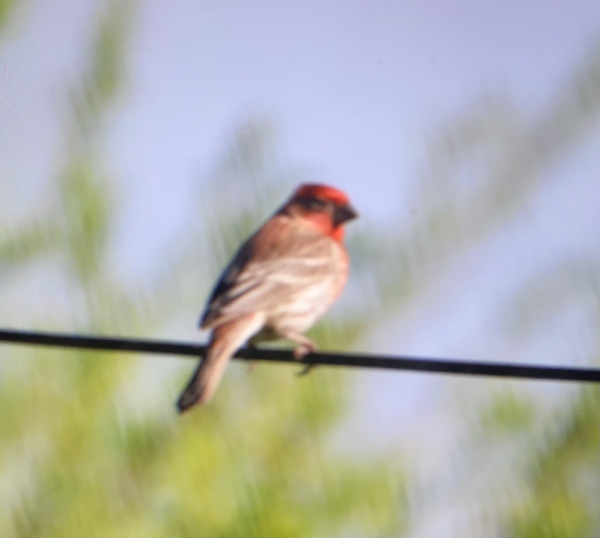 House Finch - Madaid Lopez