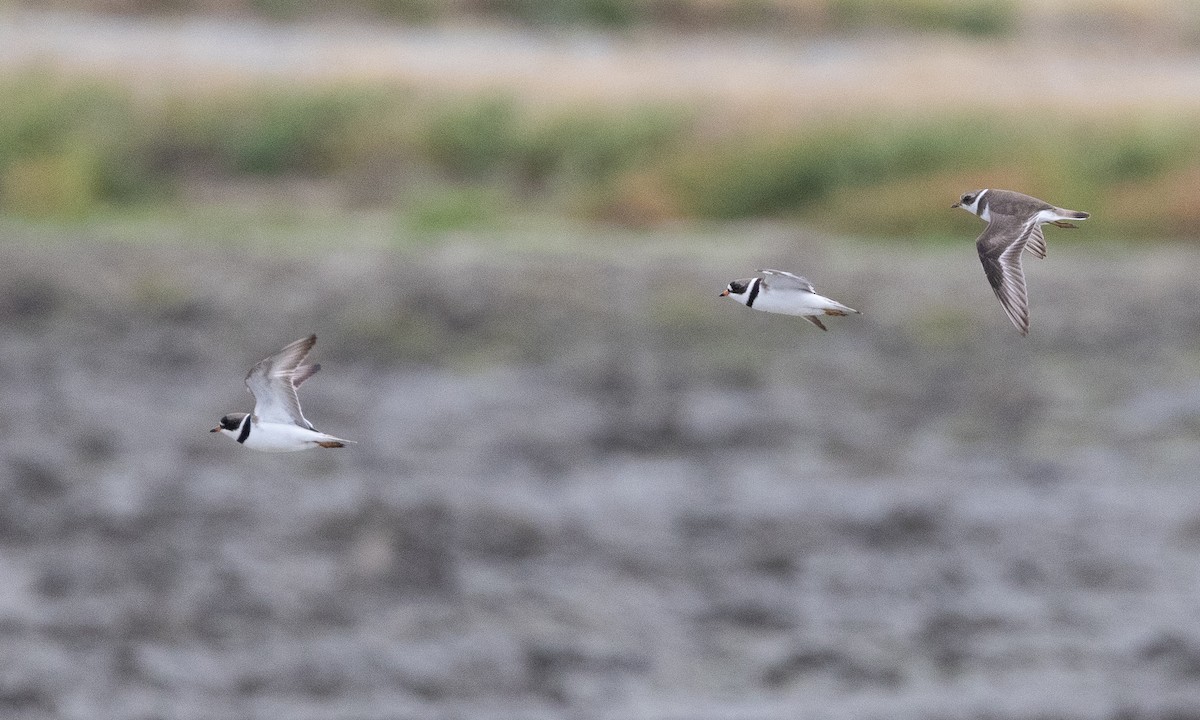 Semipalmated Plover - Brian Sullivan