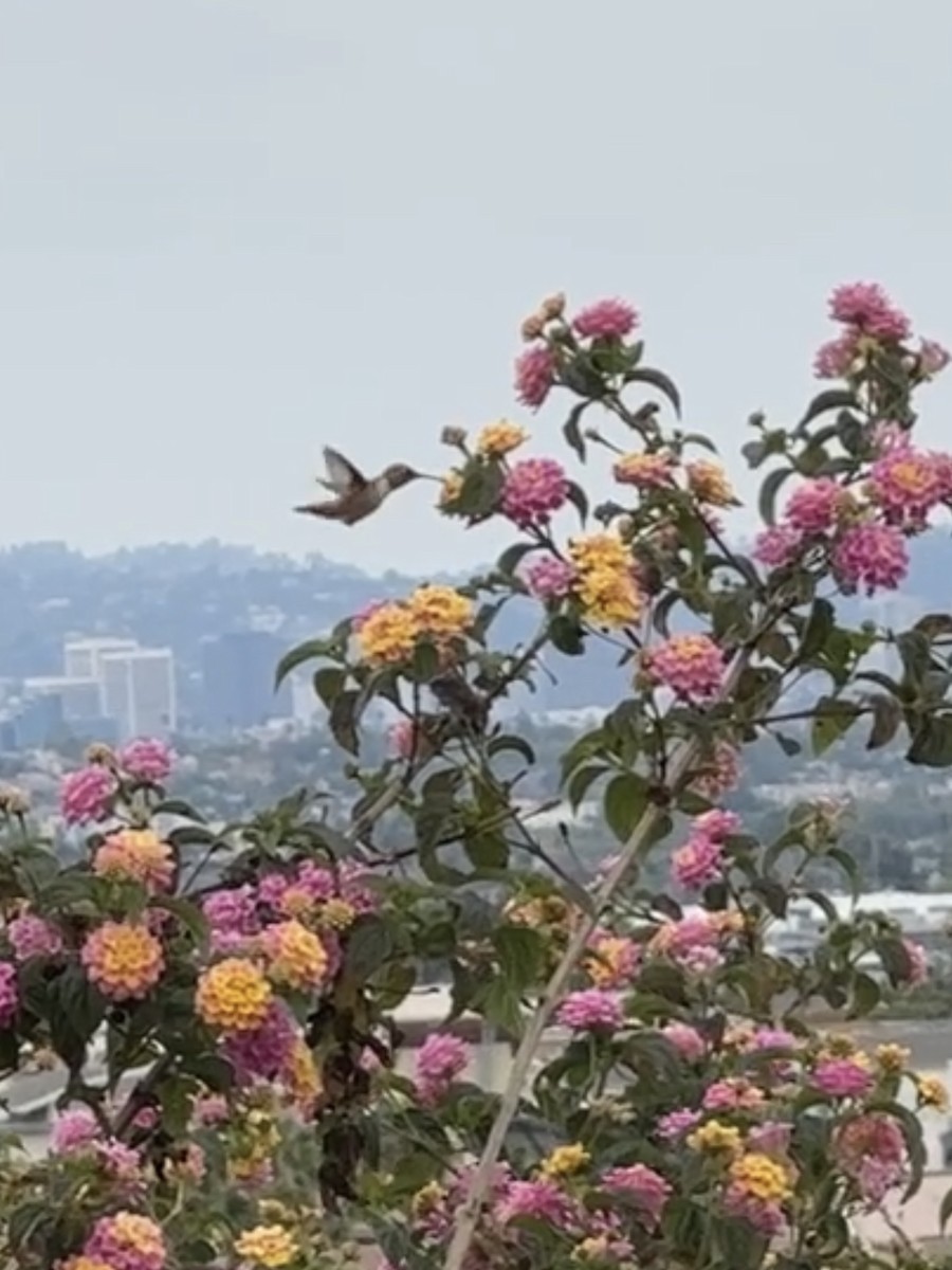 Allen's Hummingbird - Sydney Shaw