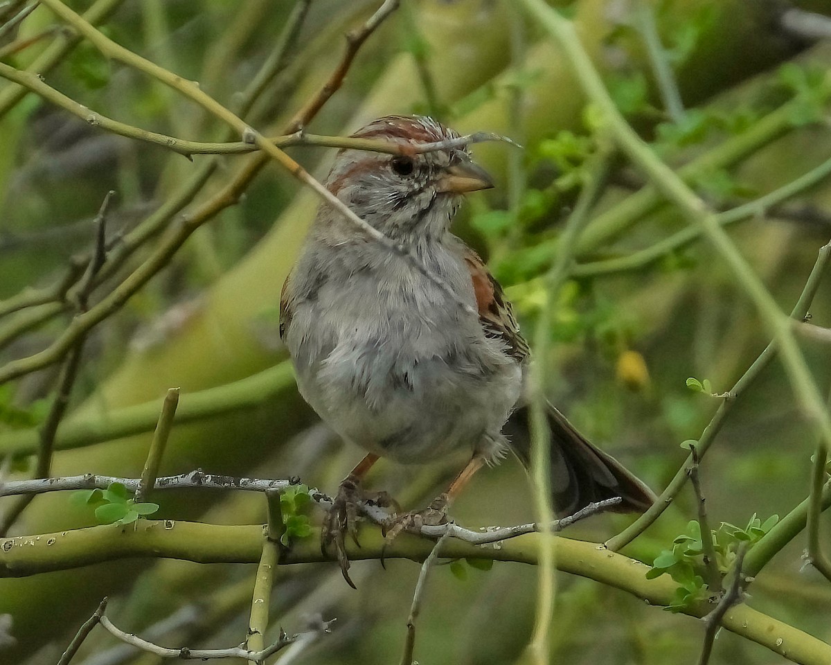 Rufous-winged Sparrow - Doug Smith